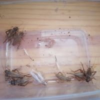 Grillons environ 2cm (taille 10) #2