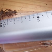 Grillons environ 2cm (taille 10)