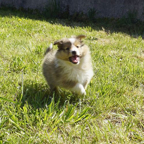 2 jolis mâles fauves shetland lof #1