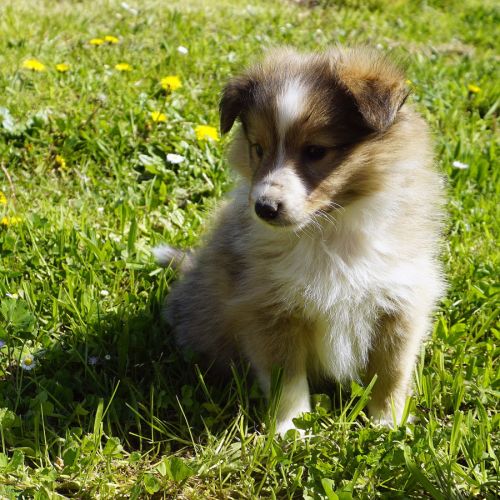 2 jolis mâles fauves shetland lof #3