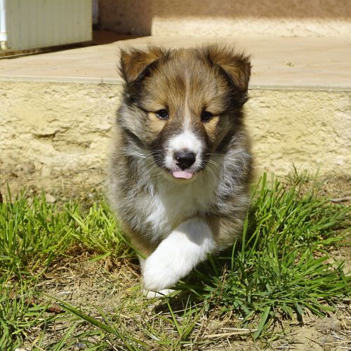 2 jolis mâles fauves shetland lof #7