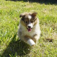 2 jolis mâles fauves shetland lof