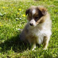 2 jolis mâles fauves shetland lof #3