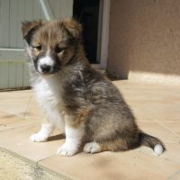 2 jolis mâles fauves shetland lof #6