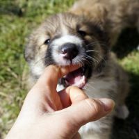 2 jolis mâles fauves shetland lof #8