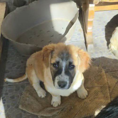 Luck a l'adoption #1