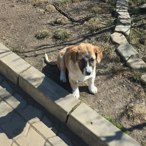 Luck a l'adoption #6