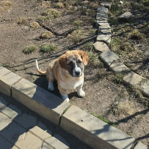 Luck a l'adoption #7