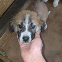 Luck a l'adoption #4