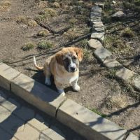 Luck a l'adoption #7