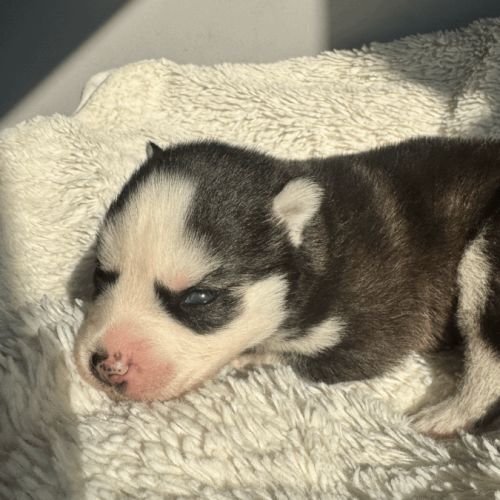 Chiot pomsky à réserver pour début mai #0
