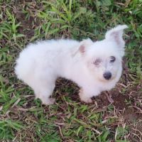 Lilite la princesse #3