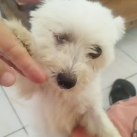 Lilite la princesse #4