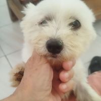 Lilite la princesse #7