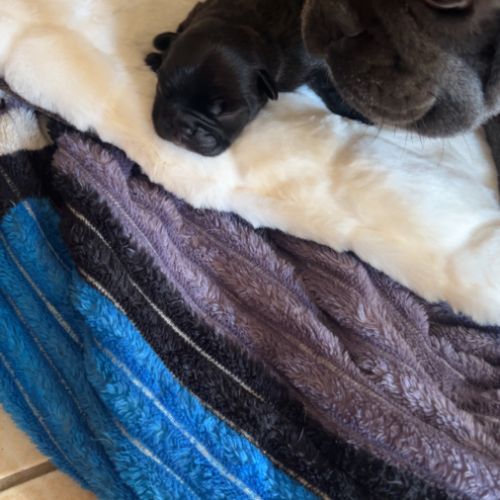 Bouledogue francais #0