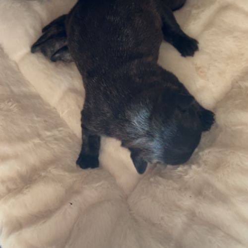 Bouledogue francais #2