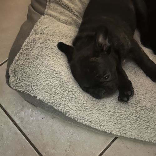 Bouledogue francais #0