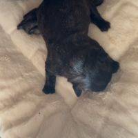 Bouledogue francais #2