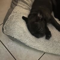 Bouledogue francais