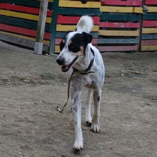 Adopter django se trouve dans un refuge guadeloupe #0