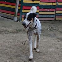 Adopter django se trouve dans un refuge guadeloupe