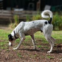 Adopter django se trouve dans un refuge guadeloupe #2