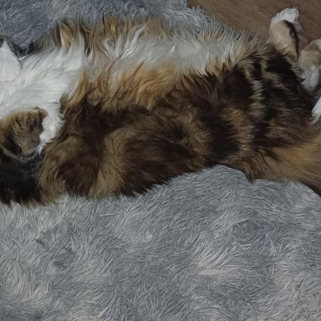 Femelle maine coon loof #4