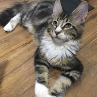 Femelle maine coon loof #1