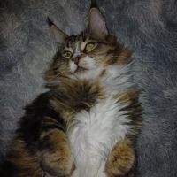 Femelle maine coon loof #0