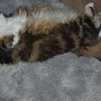 Femelle maine coon loof #4