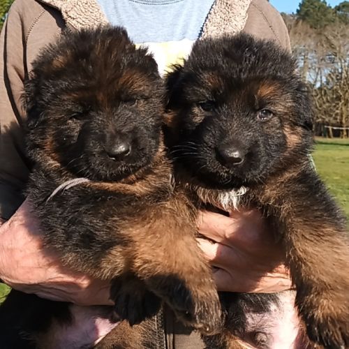 Chiots berger allemand poils longs #0