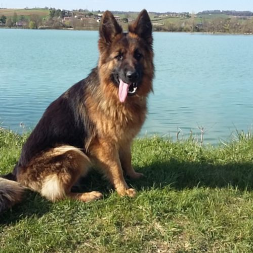 Chiots berger allemand poils longs #2