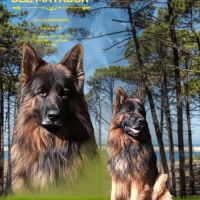 Chiots berger allemand poils longs #3