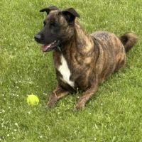 Chien heiko à l adoption