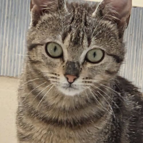 Shaggy, adorable chaton à l'adoption #1