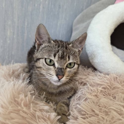 Shaggy, adorable chaton à l'adoption #3