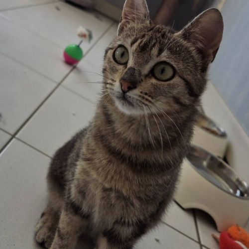 Shaggy, adorable chaton à l'adoption #4