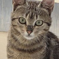 Shaggy, adorable chaton à l'adoption #1