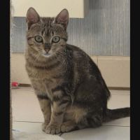 Shaggy, adorable chaton à l'adoption