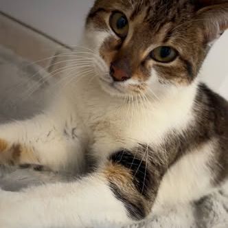 Chat cooper à l adoption #0