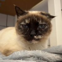 Chat isadora à l adoption