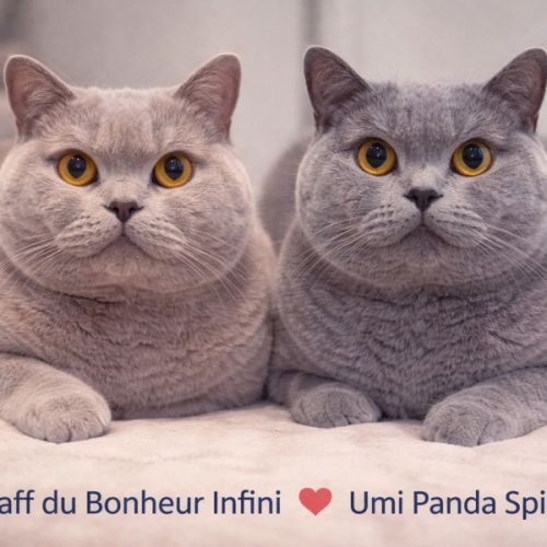 Chatons british shorthair la déesse beaupuit #1