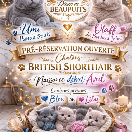 Chatons british shorthair la déesse beaupuit