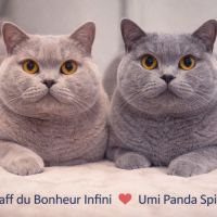 Chatons british shorthair la déesse beaupuit #1