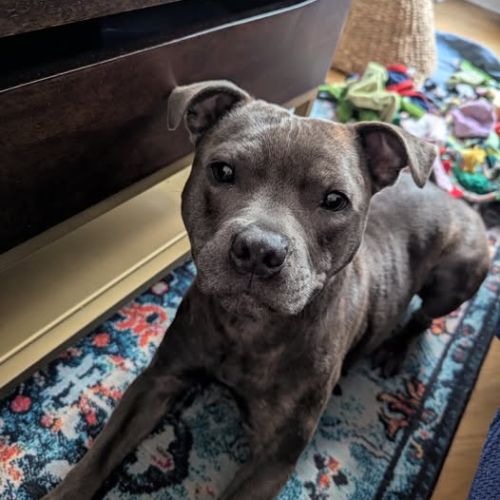 Chien winni à l adoption #0