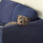 Chien winni à l adoption #3