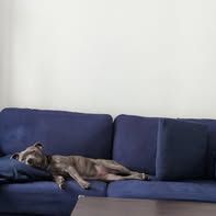 Chien winni à l adoption #4