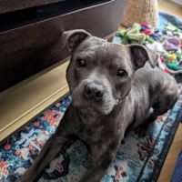 Chien winni à l adoption