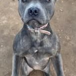 Chien winni à l adoption #2