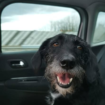 Chien louna à l adoption